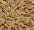 crop storage, grain drying, grain storage, potato storage, onion storage, hardwood drive-over grain drying floors, air ducts, crop drying fans, grain driers, wheat driers, cereal driers, drive over floors, engine driven fans, axial fans, centrifugal fans, grain strirrers, farm storage, farming storage, farming equipment, grain silo,storage silo,farm silo